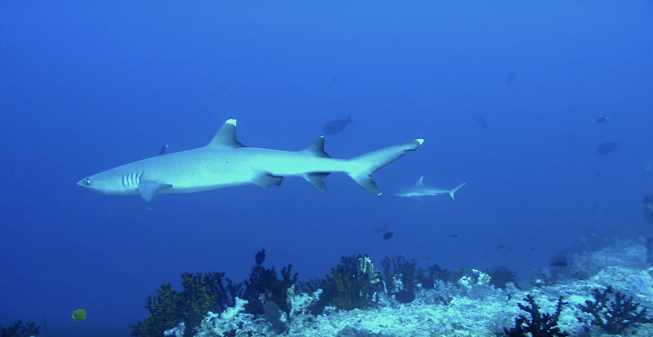 Diving-Vakarufalhi-Island-Maldive-Hangnaameedhoo-Island-pavilion3