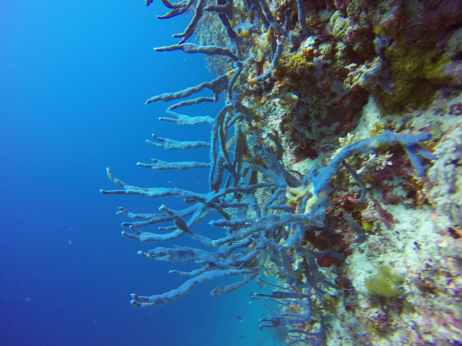 Coral-maldives-guesthouse-soggiorno-low-cost-diving