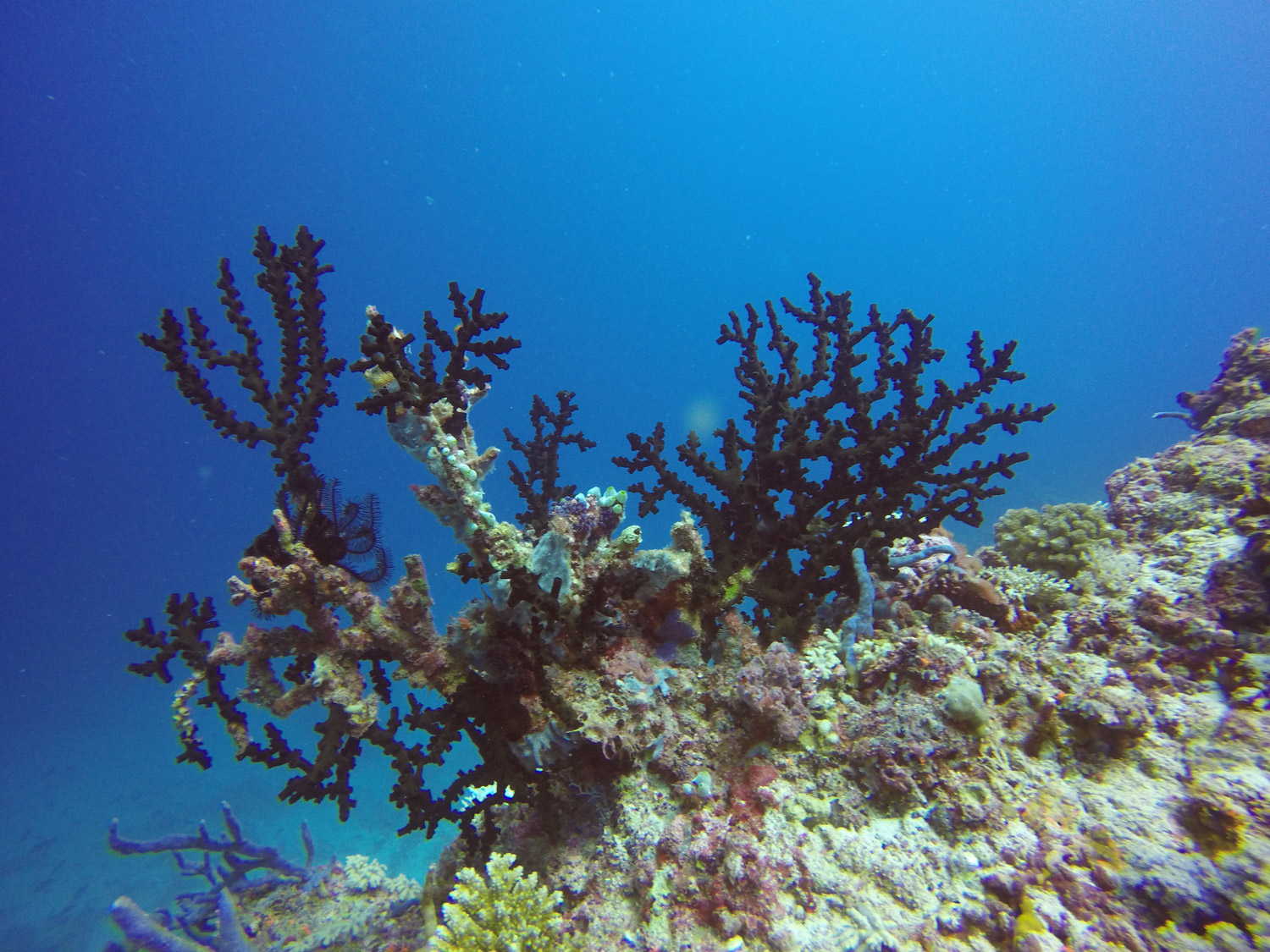 Coral-maldives-guesthouse-soggiorno-low-cost-diving