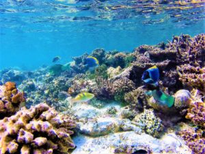 Diving_immersioni_snorkeling_maldive_atollo_ari_sud_hangnaameedhoo_soggiorno_low_cost_guesthouse