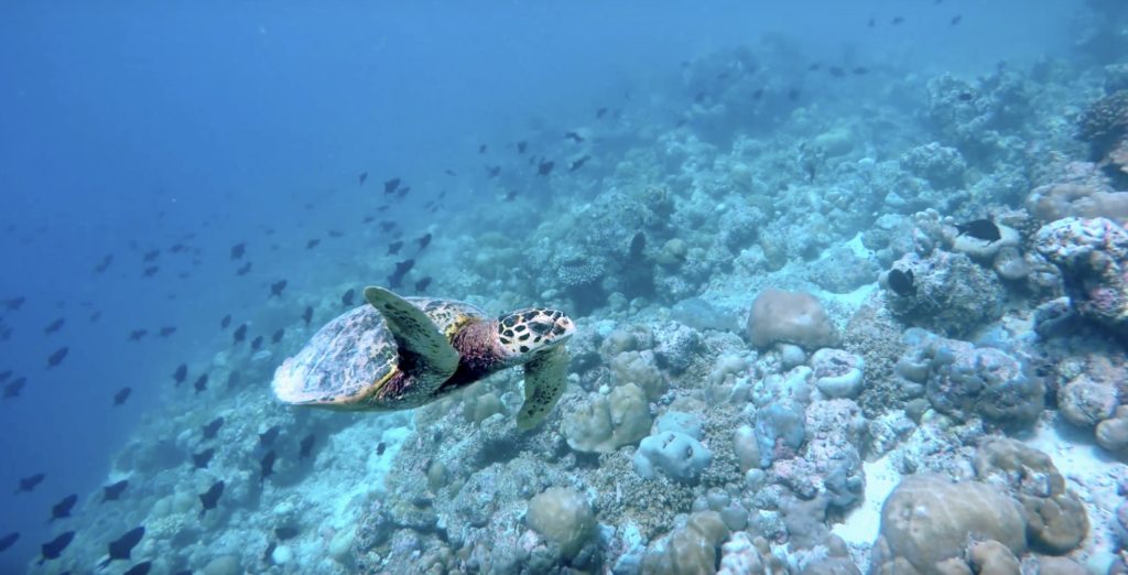 Immersioni-Vakarufalhi-Island-Maldive-Hangnaameedhoo-Island-pavilion