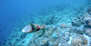 maldive-tartaruga-guesthouse-island-pavilion-atollo-ari