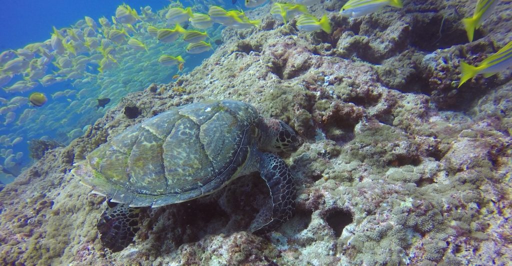 Fish-head-diving-maldives-turtles-island-pavilion-guesthouse
