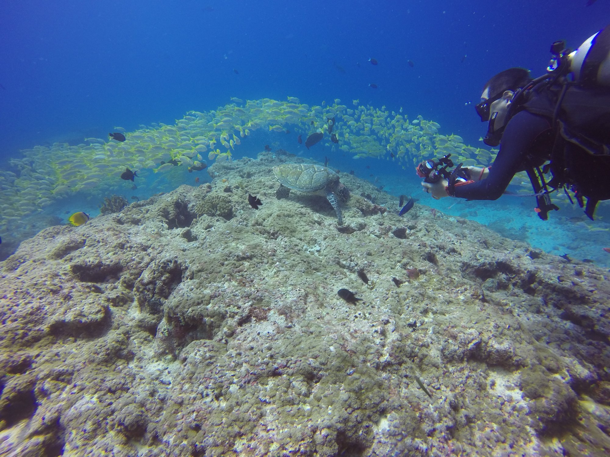 Fish-head-dive-MUSHIMASMINGILI-REEF-Maldives-ari-north-atoll-hangnaameedhoo