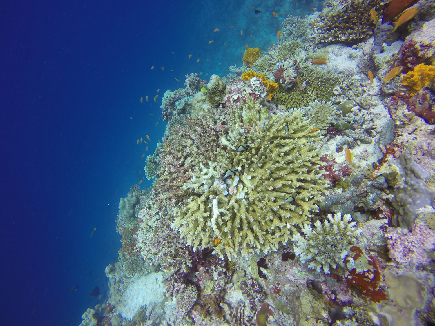 Submarine-life-Coral-fishes-maldives-guesthouse-soggiorno-low-cost-diving
