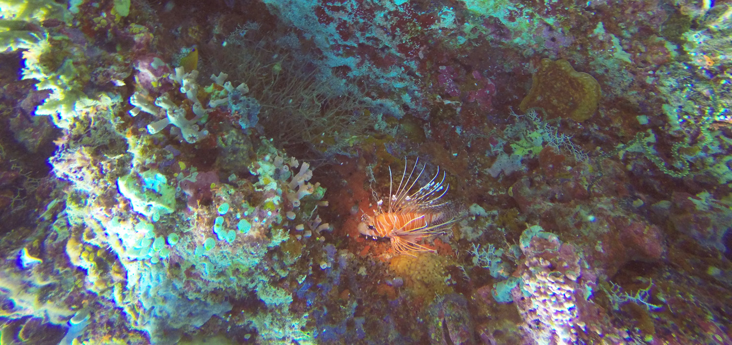 Submarine-life-lion-fish-maldives-guesthouse-soggiorno-low-cost-diving